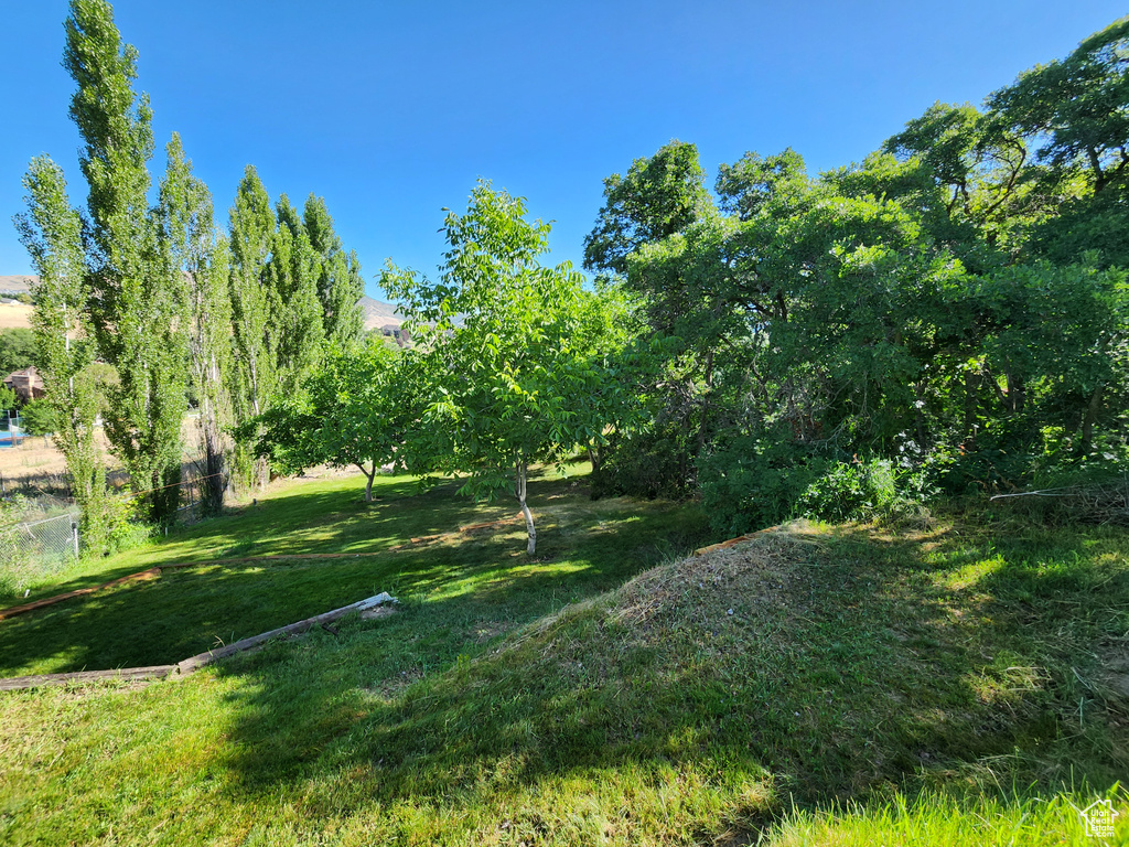 View of grassy yard