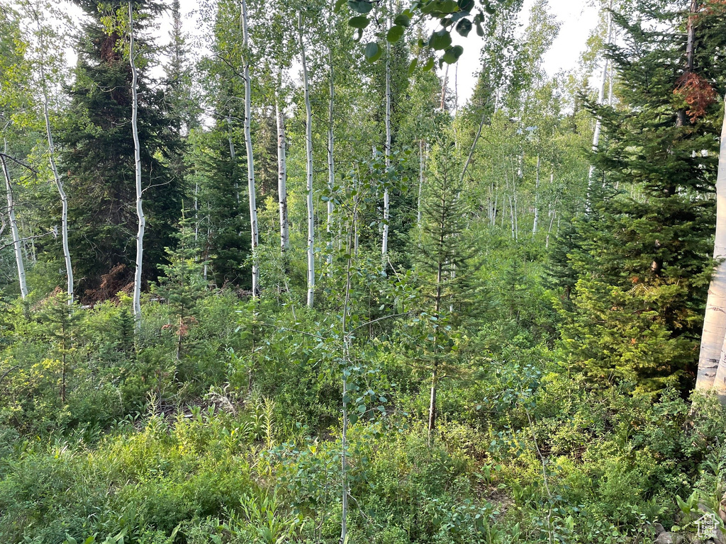 View of tree filled area