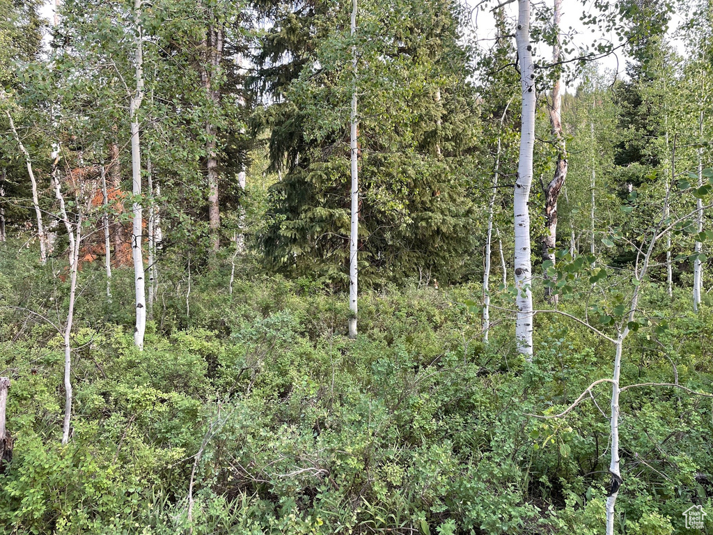View of tree filled area