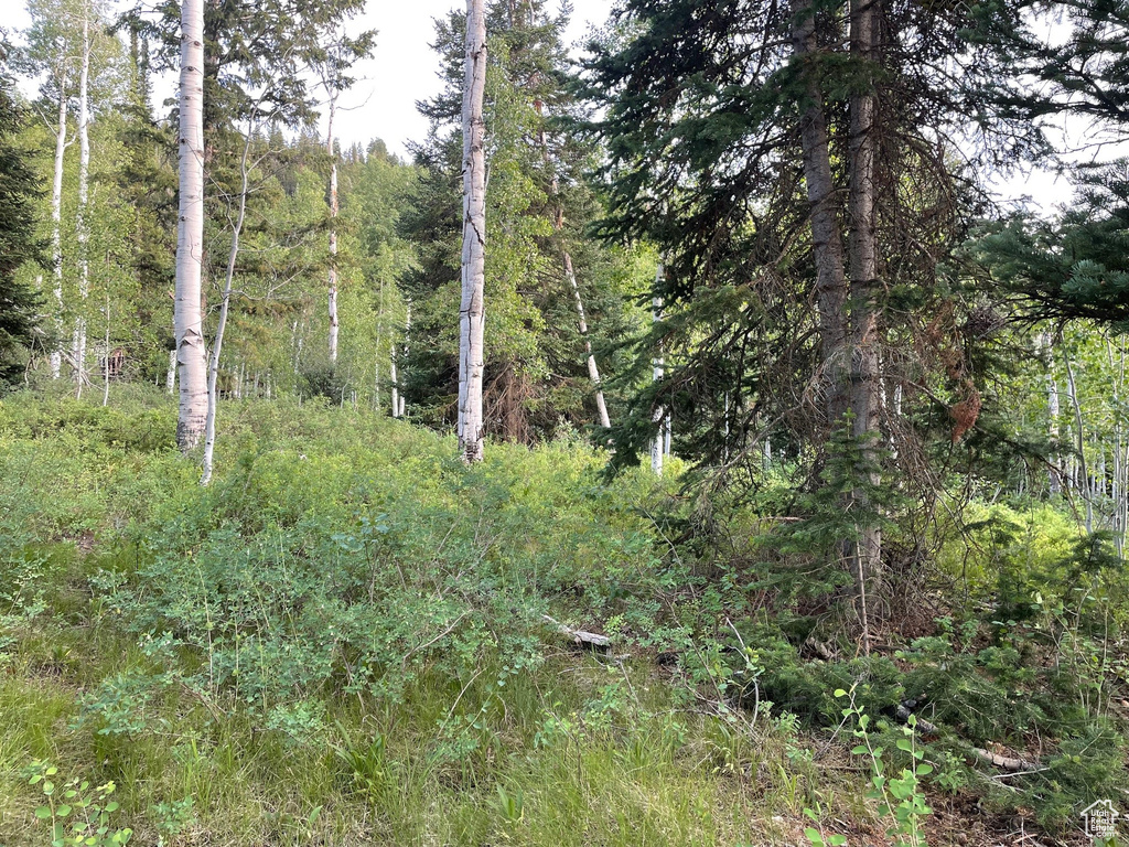 View of woods