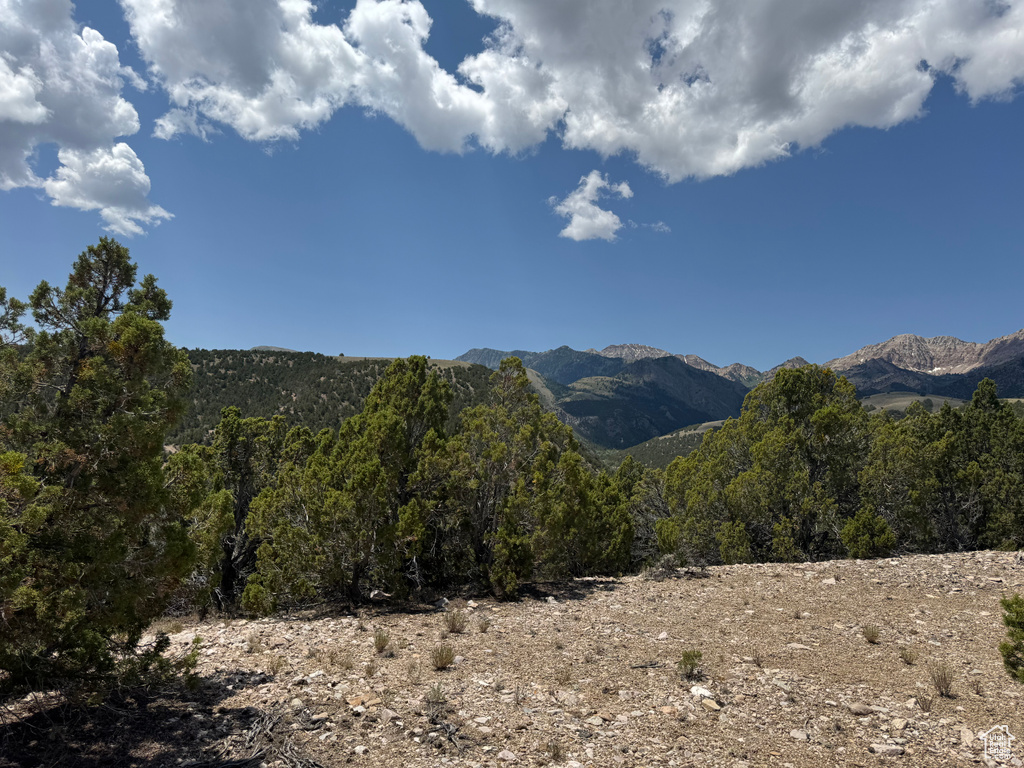 Mountain view featuring a heavily wooded area