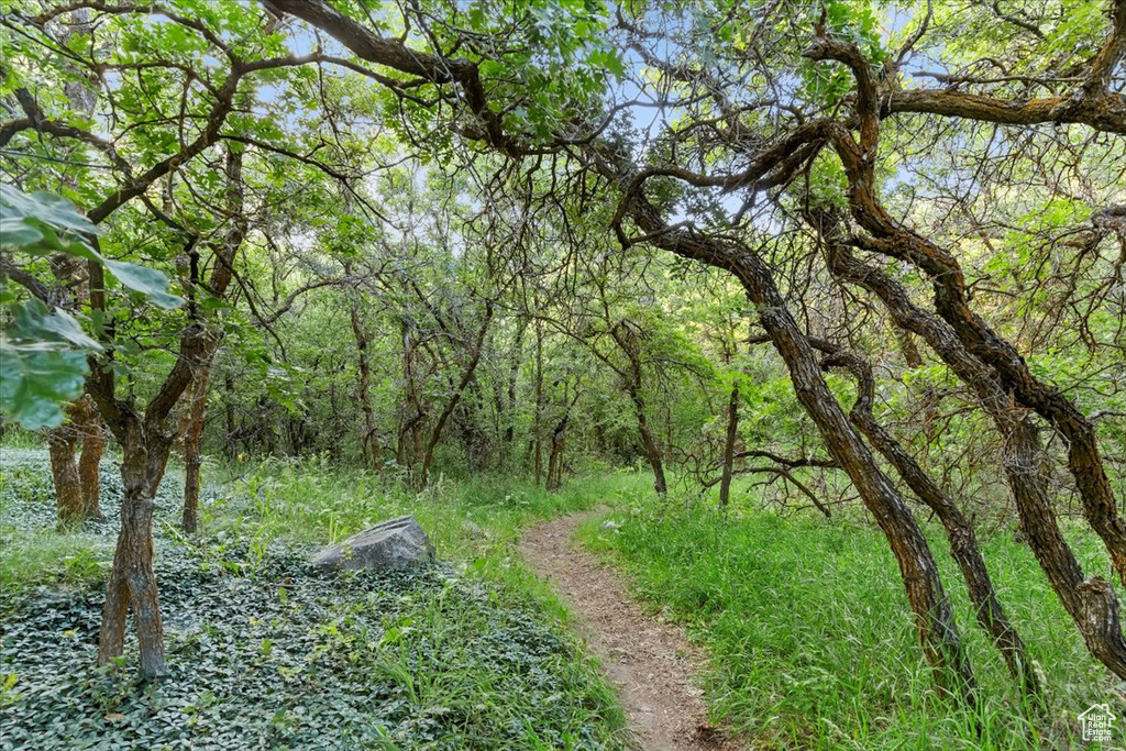 View of tree filled area