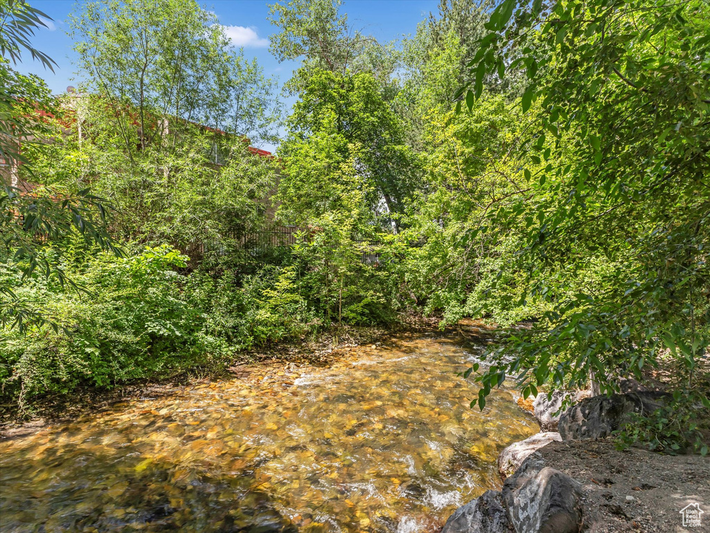 View of local wilderness