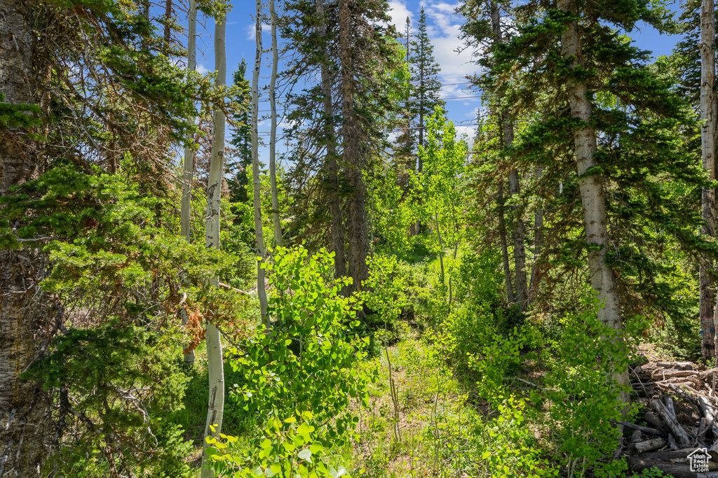 View of woods