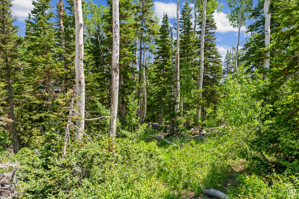 View of woods