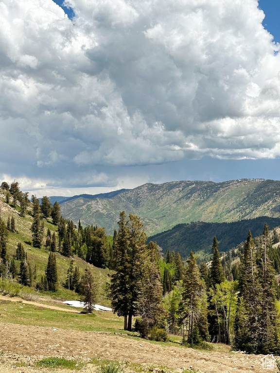 Mountain view featuring a heavily wooded area
