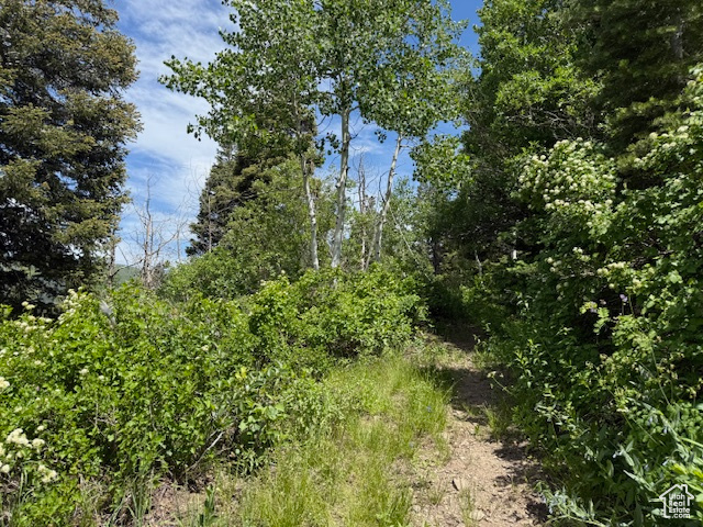 View of local wilderness