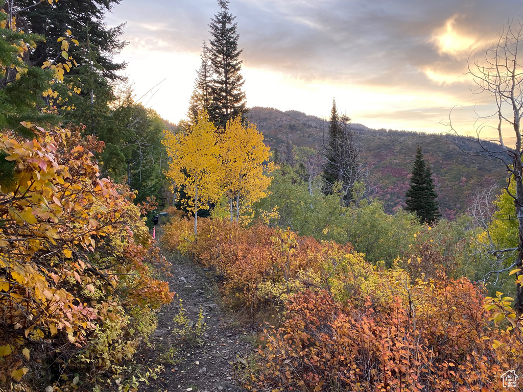 Mountain view with a heavily wooded area