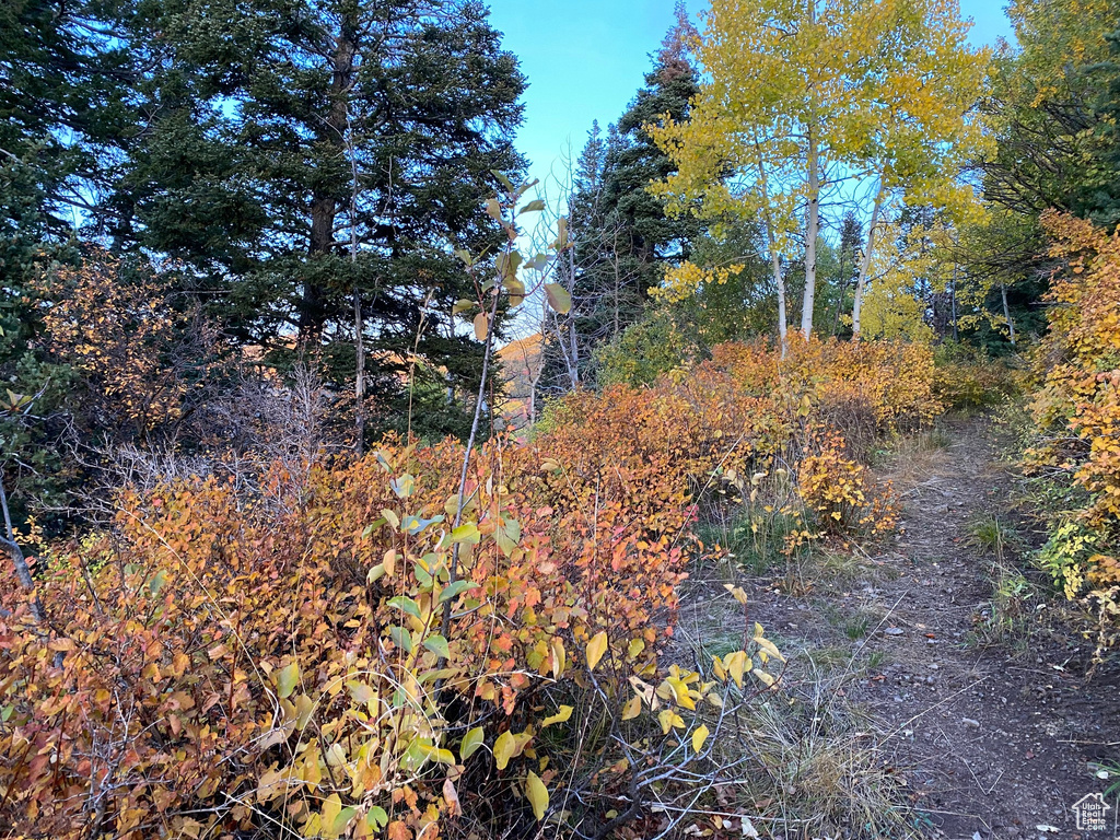 View of nature