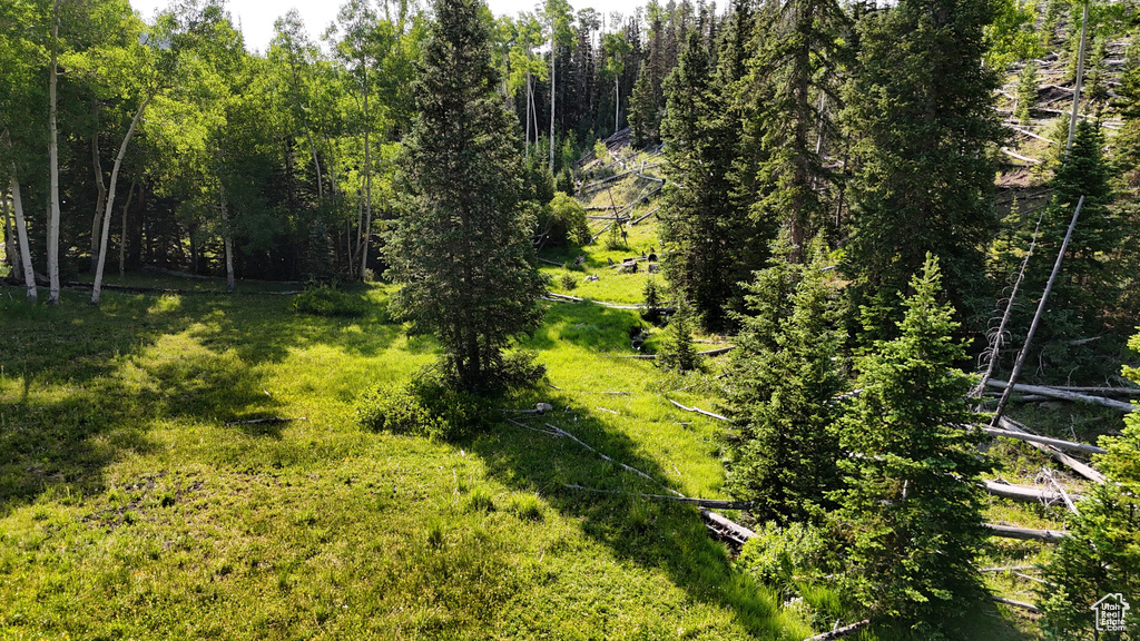 View of local wilderness