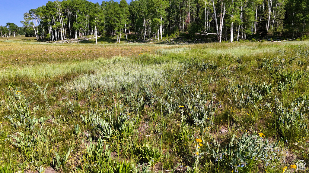 View of undeveloped land