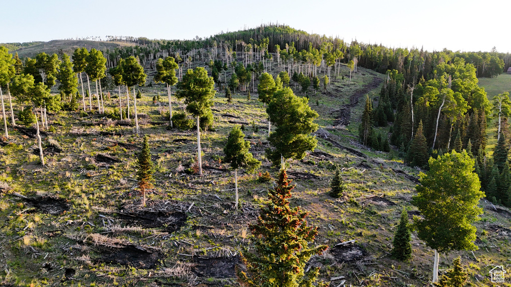 View of wooded area