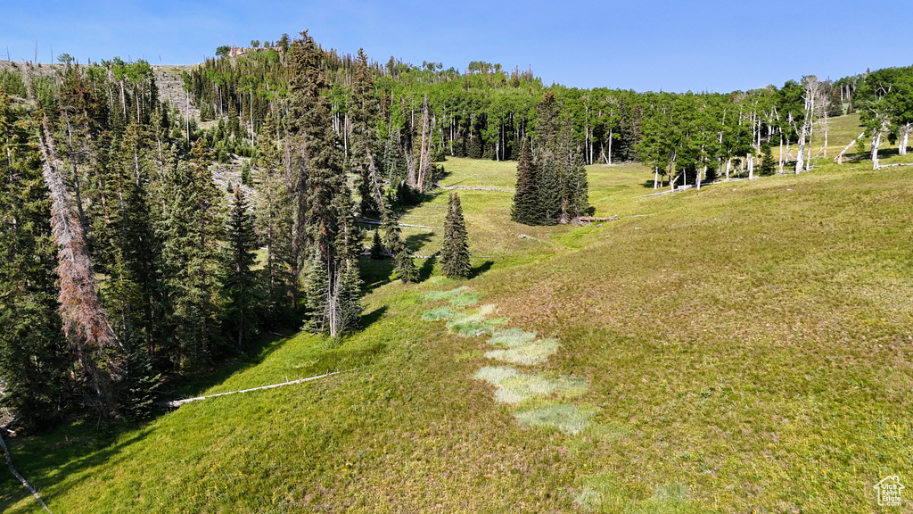 Bird's eye view of a forest