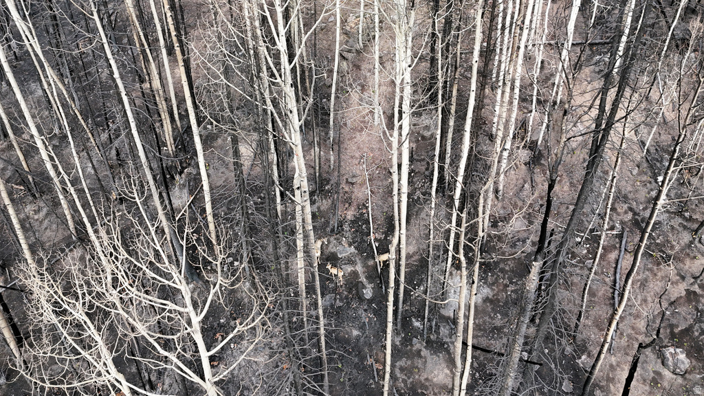 123  TBD MONROE CANYON RD Monroe, UT 84754