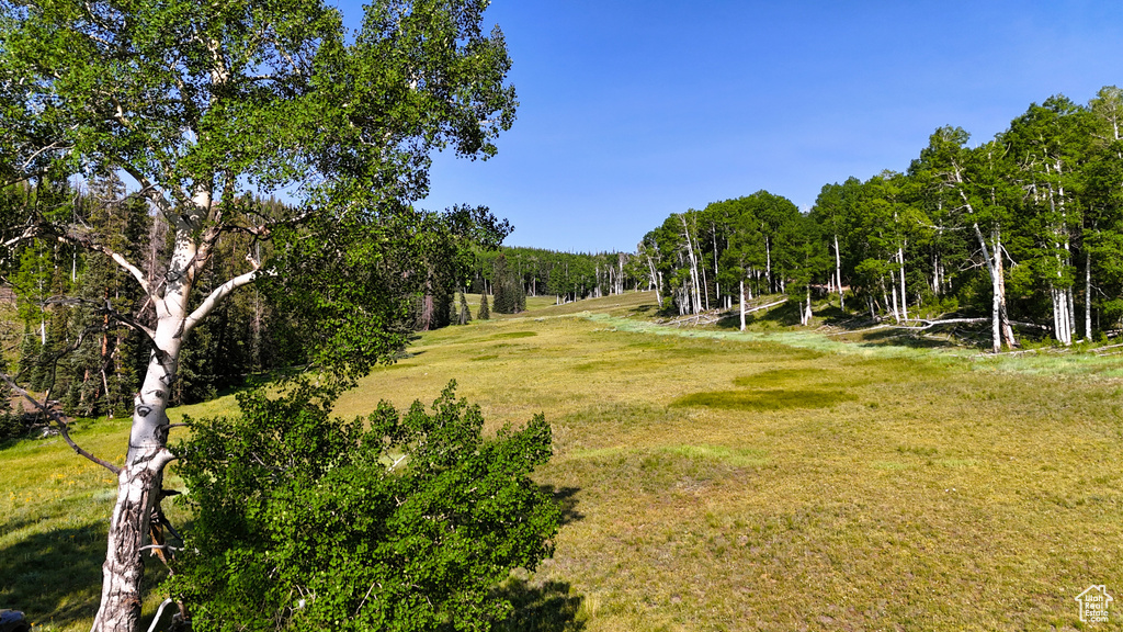 View of grassy yard