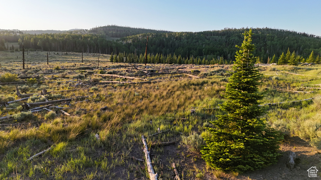 Mountain view featuring a forest