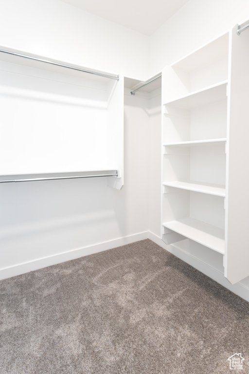 Spacious closet featuring carpet floors