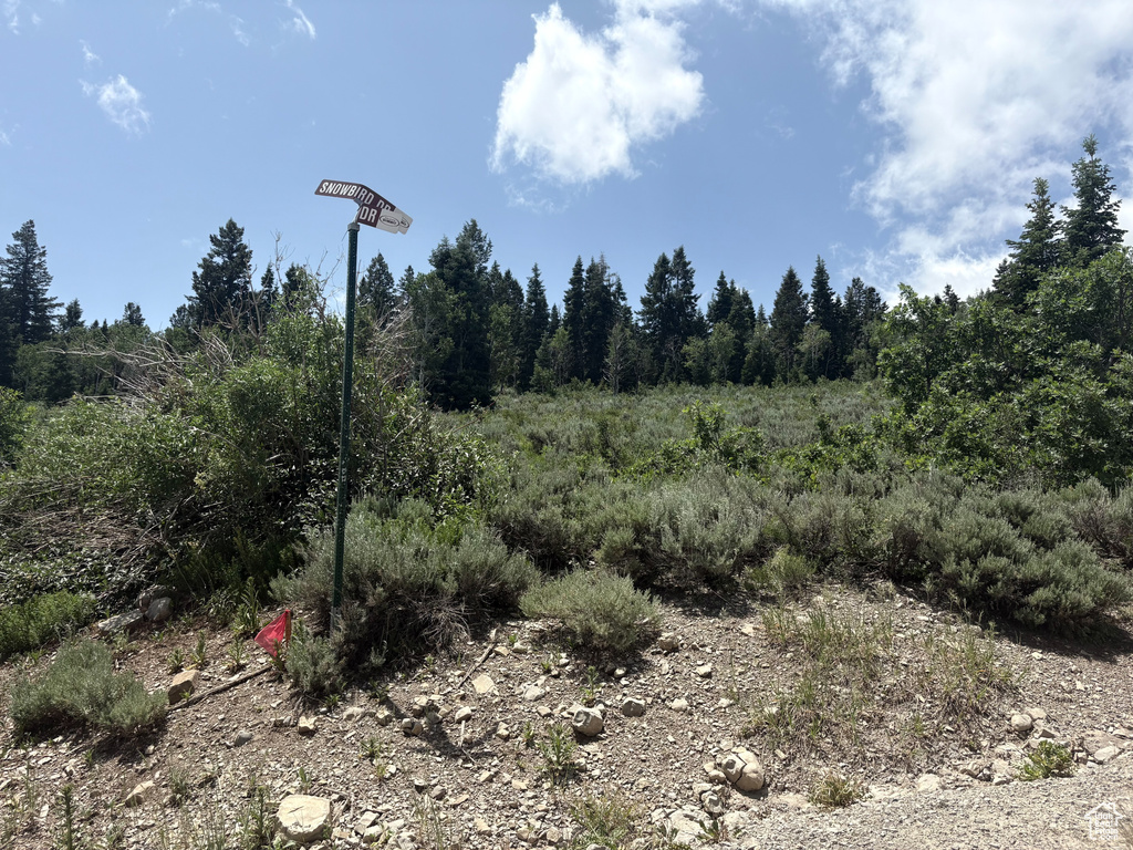 View of local wilderness
