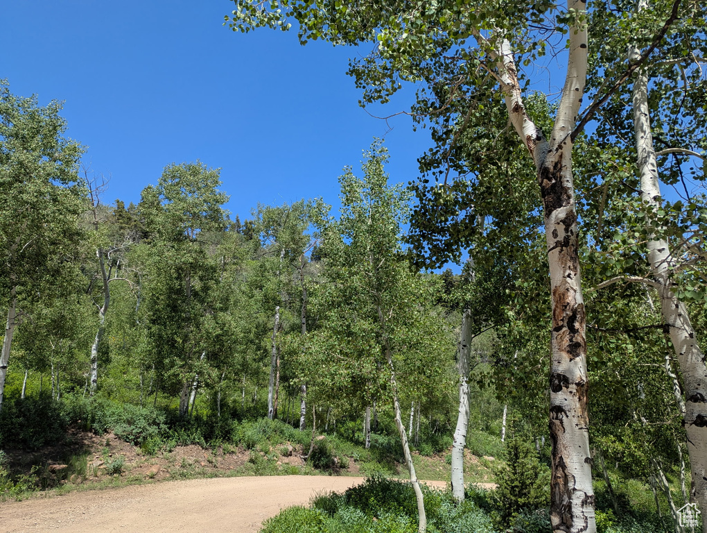 View of local wilderness