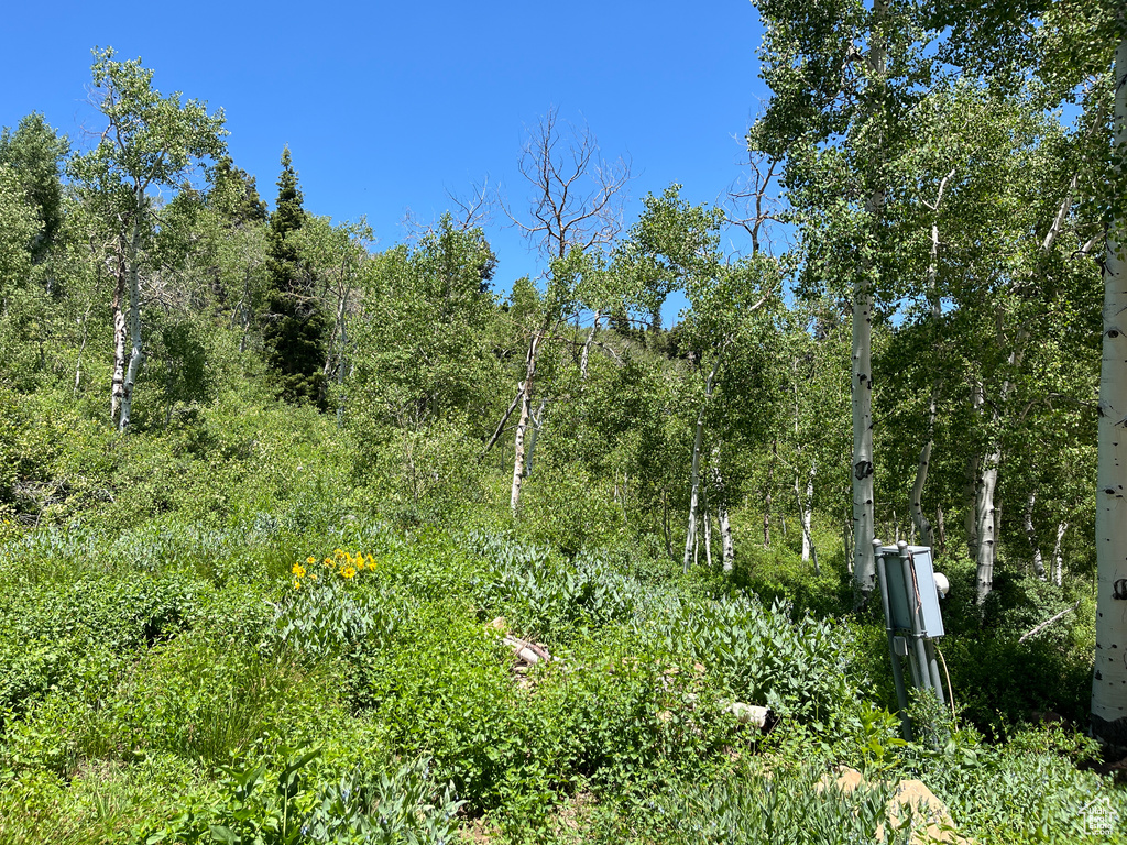 View of local wilderness