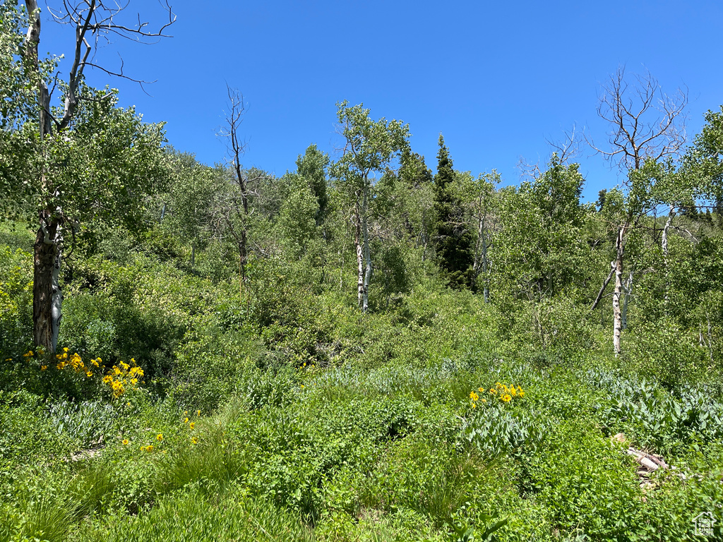 View of woods