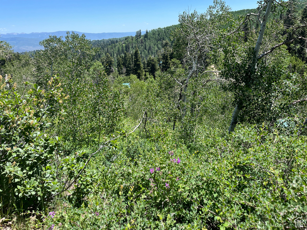 Mountain view featuring a heavily wooded area