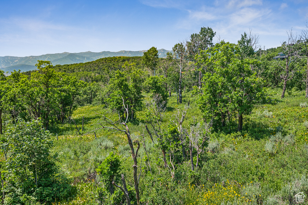 View of mountain background with a heavily wooded area