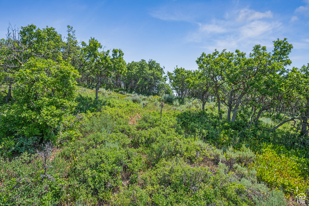 View of woods
