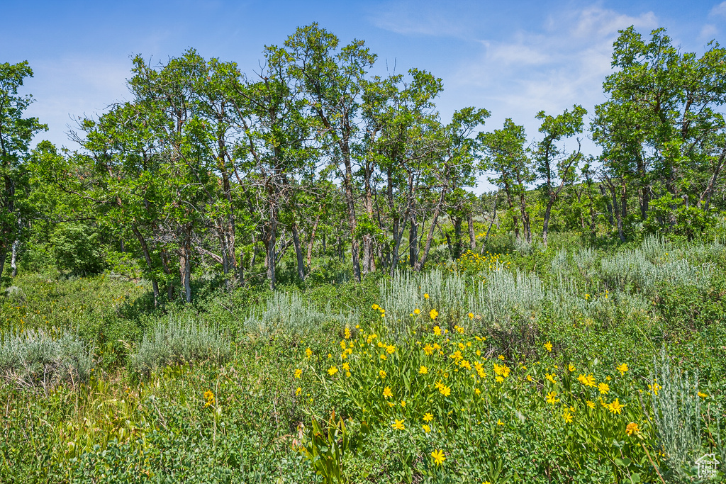 View of tree filled area