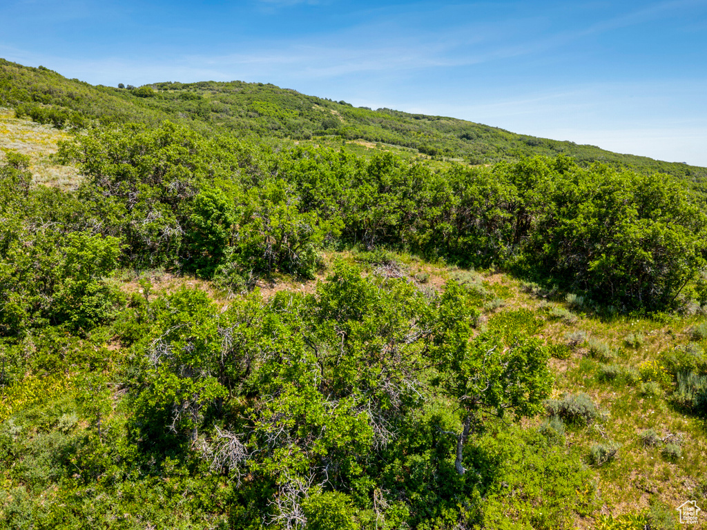 Mountain view with a heavily wooded area