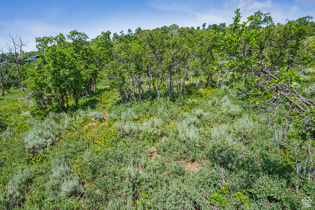 View of wooded area