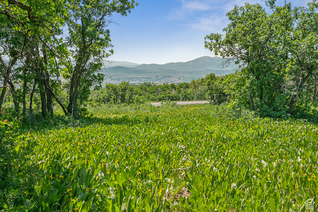 Mountain view