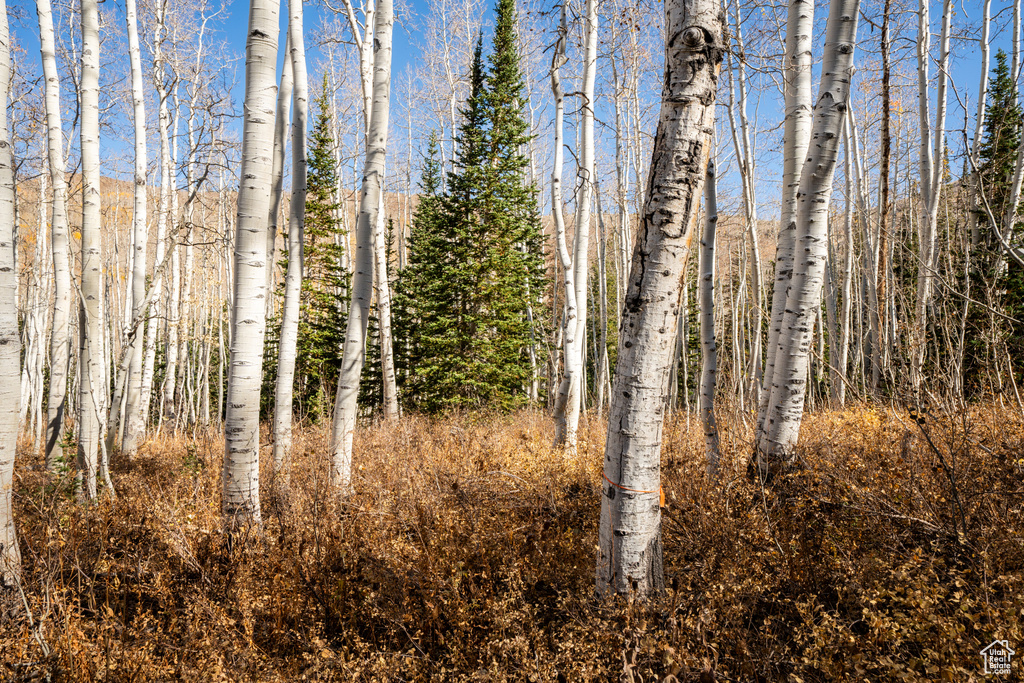 12385 E FOREST RD Brighton, UT 84121