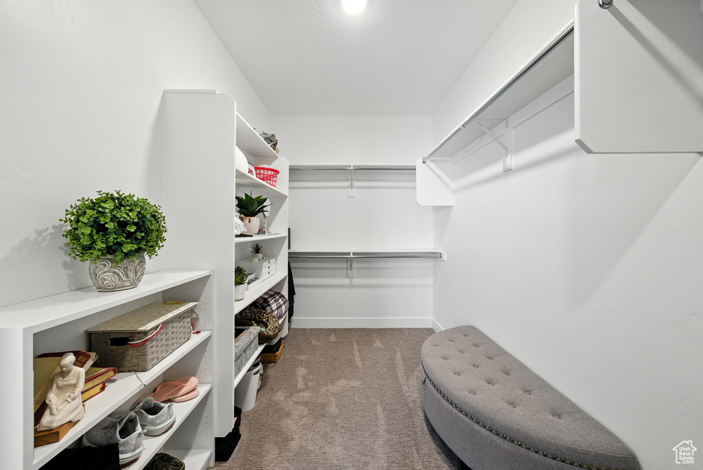 Spacious closet featuring carpet floors