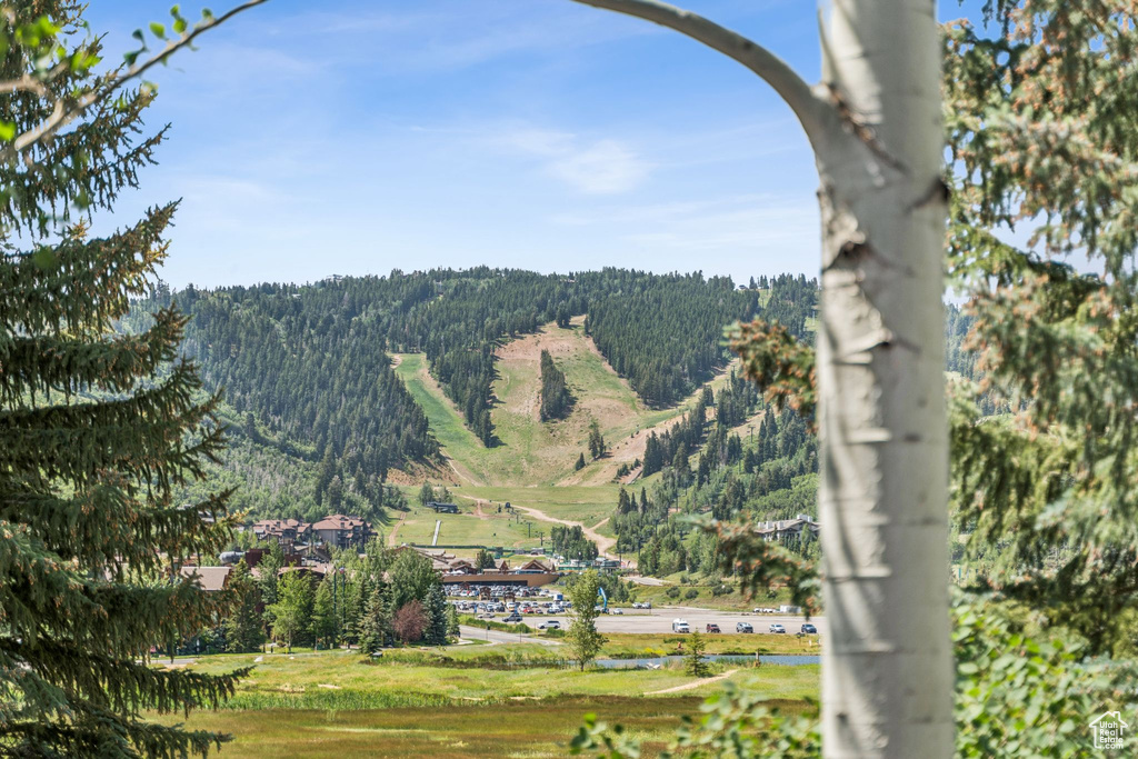 Mountain view with a heavily wooded area