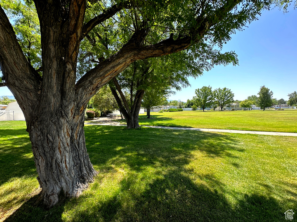 View of green lawn