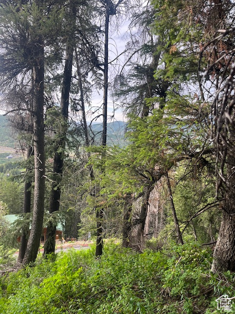 View of wooded area