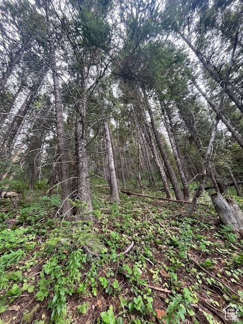 View of woods