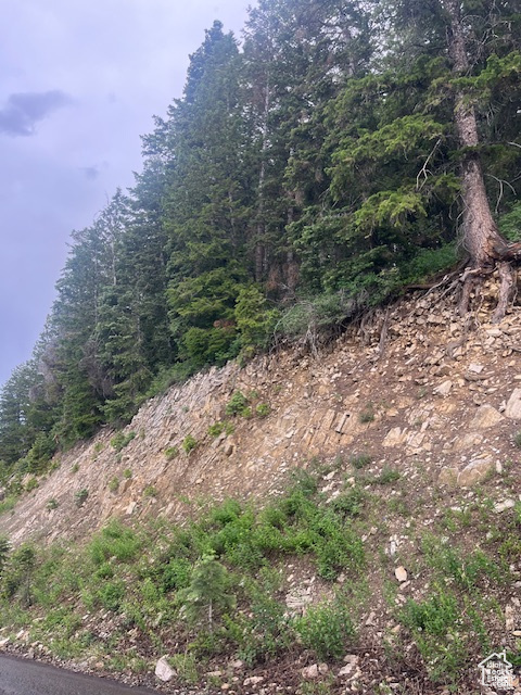 View of local wilderness