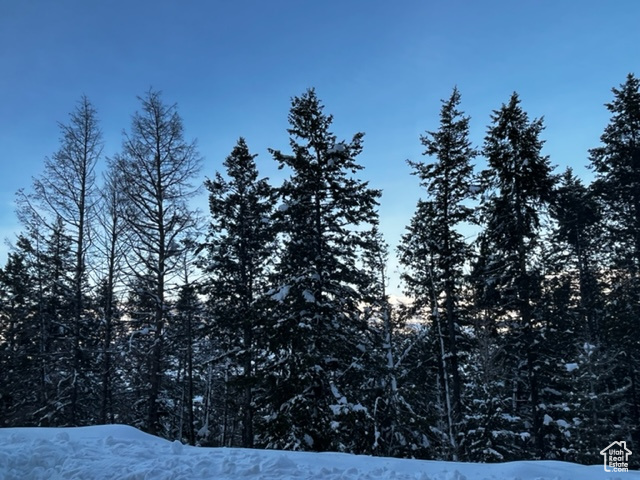 Mountain view with a forest