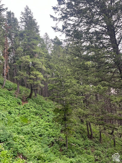 View of wooded area