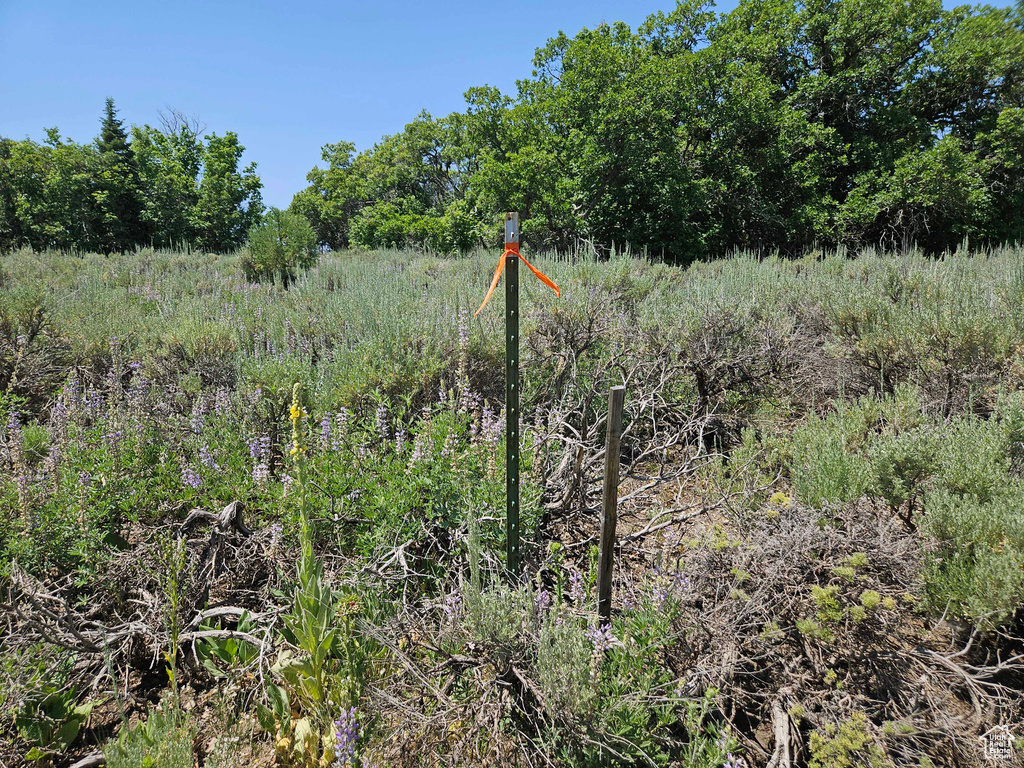 View of local wilderness