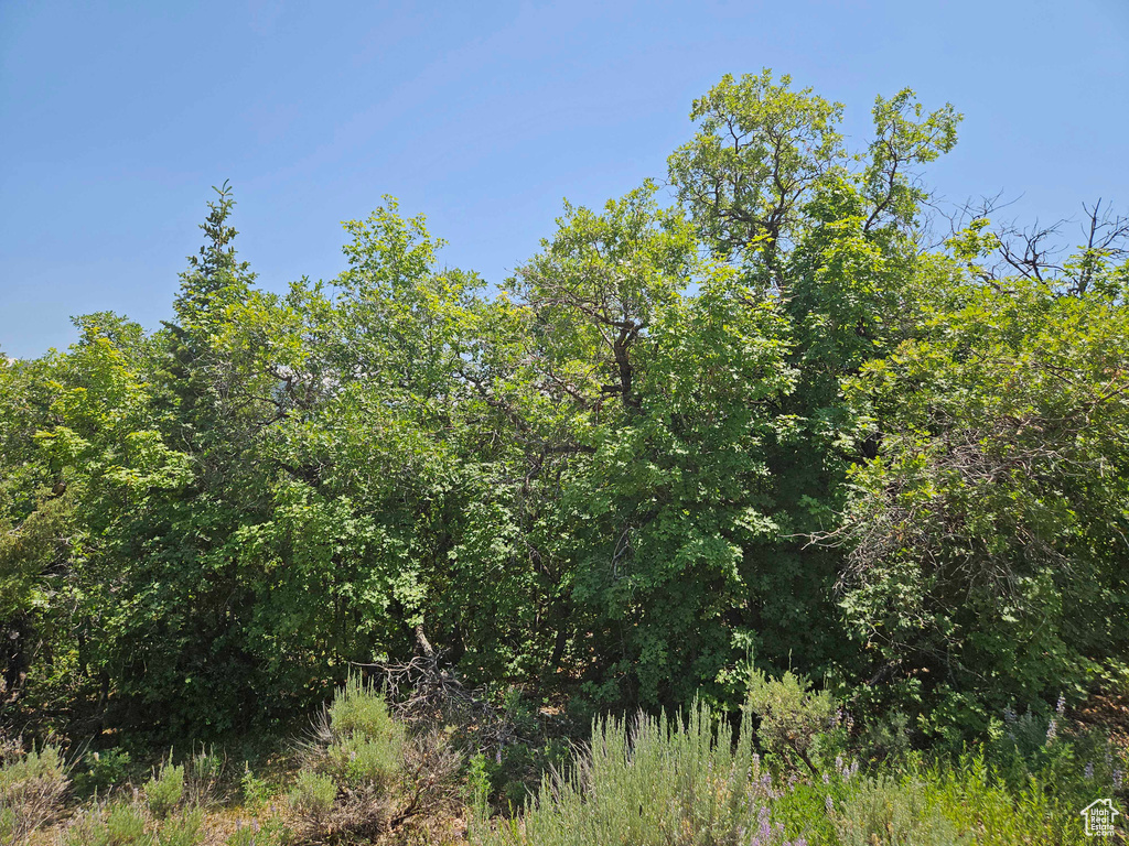 View of tree filled area