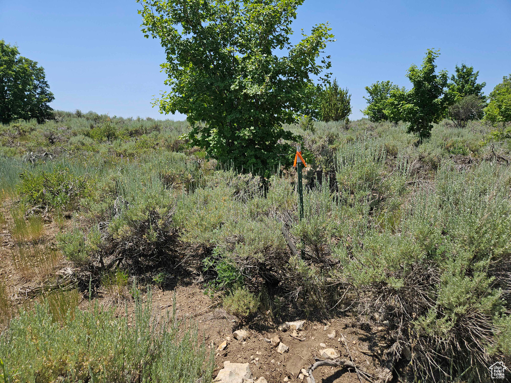 View of undeveloped land