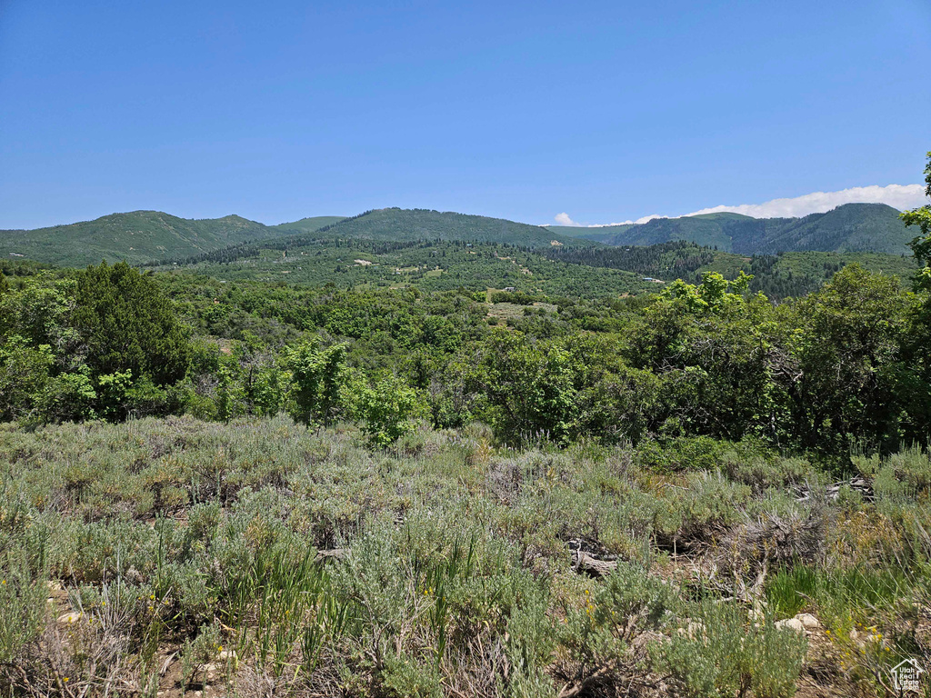 View of mountain background with a heavily wooded area