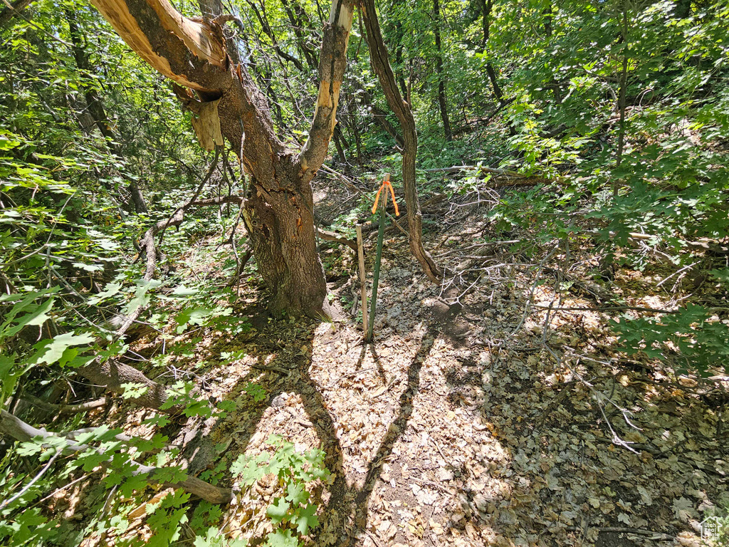 View of local wilderness
