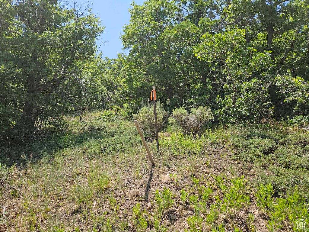View of wooded area