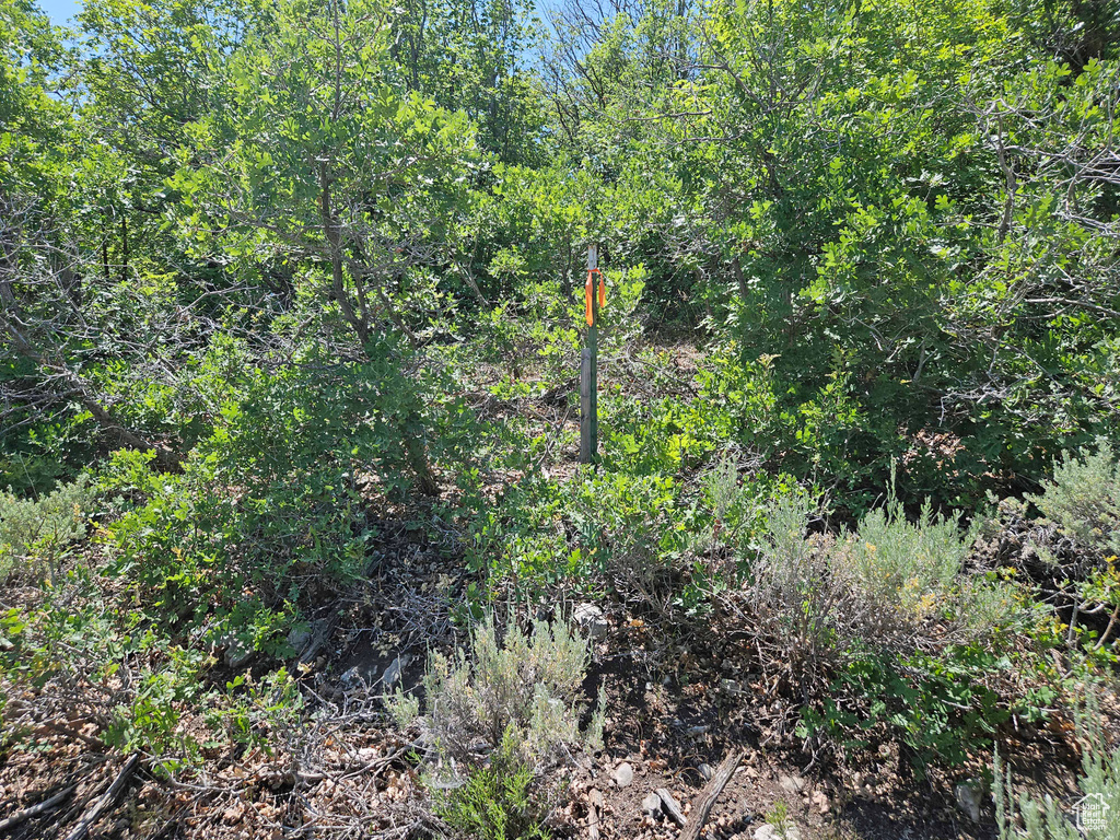 View of nature