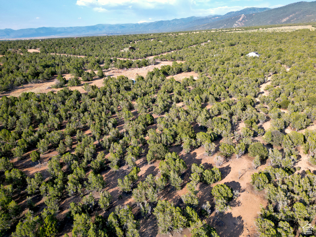 Aerial view of a forest and a mountain backdrop