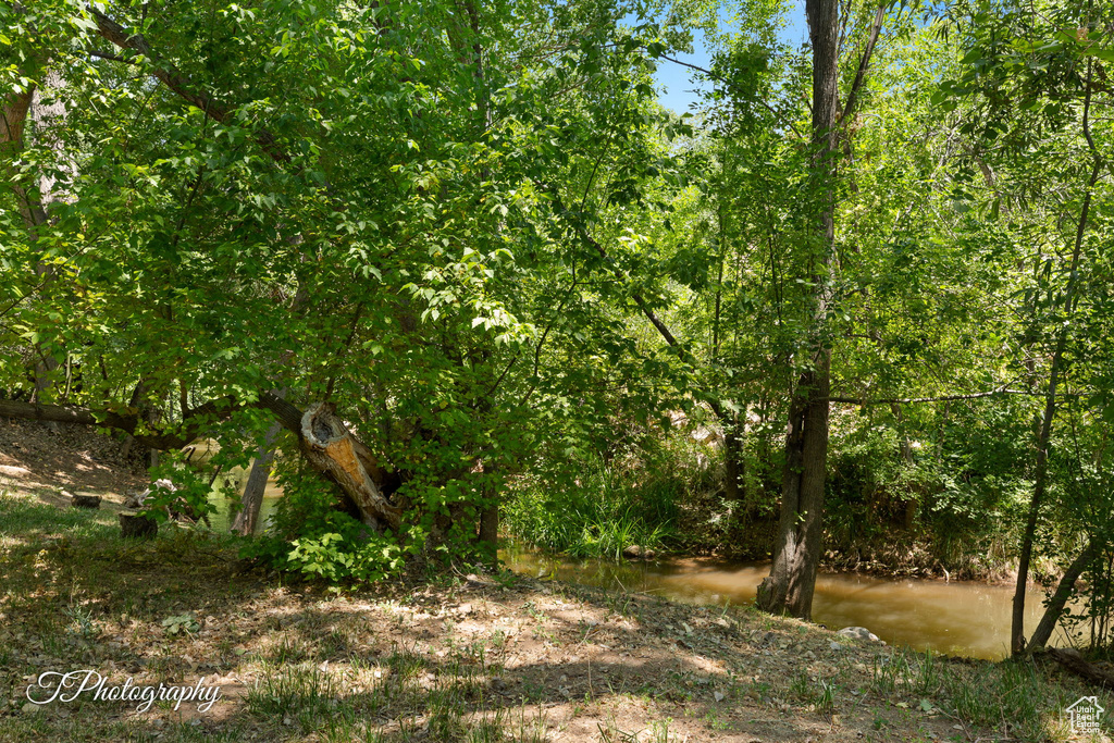 View of local wilderness